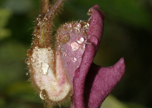 [Hình thái chung của Aristolochia quangbinhensis Do (Ảnh: Nghiêm Đức Trọng)]